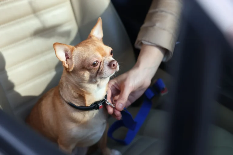 Safety Dog Seat for Cars