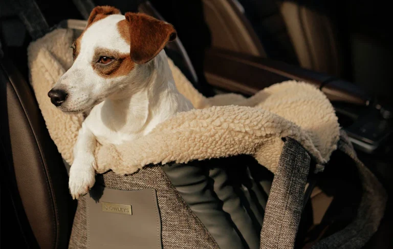 Car Carrier for Dog